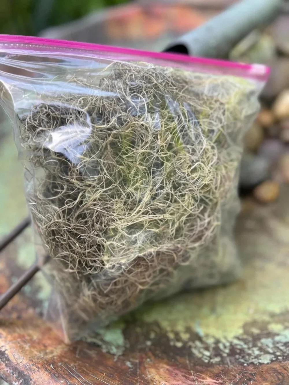 Organic Cured Spanish Moss Air Plant Overstuffed 1 Gallon Bag Craft Decor